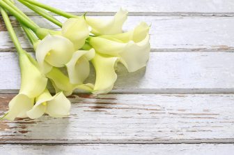 Bouquet of white calla flowers (Zantedeschia) on white wooden table, copy space